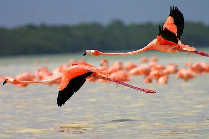 Pink Lake Lagoon and Rio Lagartos Tour from Playa del Carmen - Who Would Love This Tour?