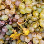 Pinot Noir & Pinot Wine Tour to Baden-Württemberg - Who Will Love This Tour?