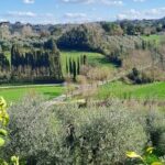 Pisa Tour and Wine Tasting on the Pisan Hills - Authentic Experiences & Real Traveler Insights