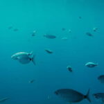 Playa Blanca: Mini Cruise to Papagayo with Swimming Stop - The Itinerary in Detail