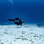 Playa del Carmen: Bull Shark Diving Experience - What to Expect from the Bull Shark Diving Tour