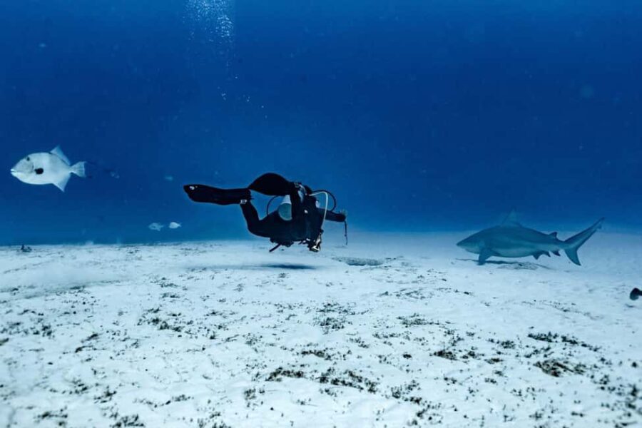 Playa del Carmen: Bull Shark Diving Experience - What to Expect from the Bull Shark Diving Tour