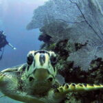 Playa del Carmen: Discover the Surreal World of Scuba Diving - Who Is This Tour Best For?
