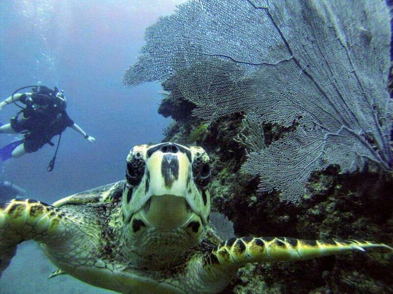 Playa del Carmen: Discover the Surreal World of Scuba Diving - Who Is This Tour Best For?