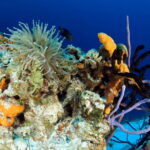 Playa del Carmen: Guided Reef Diving for Certified Divers - Analyzing the Value