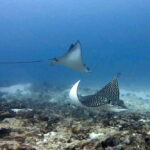 Playa del Carmen: Two Reefs Dives for Certified Divers - Exploring the Underwater World of Playa del Carmen