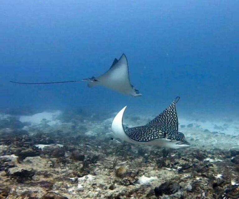 Playa del Carmen: Two Reefs Dives for Certified Divers - Exploring the Underwater World of Playa del Carmen