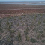 Playa el Cardonal: tour and sandboarding activity in the dunes of Sahuimaro - The Experience of Sandboarding and Desert Flora