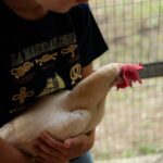 Playful Activities with Animals - Why This Experience Offers Great Value