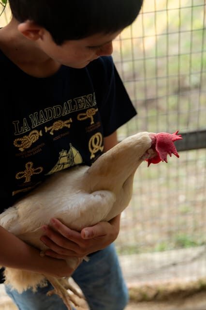 Playful Activities with Animals - Why This Experience Offers Great Value