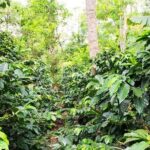 Pluma Hidalgo Coffee Experience - In-Depth Review of the Tour