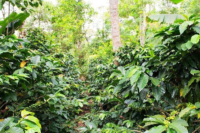 Pluma Hidalgo Coffee Experience - In-Depth Review of the Tour
