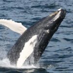 Plymouth: Whale Watching Cruise - Final Thoughts