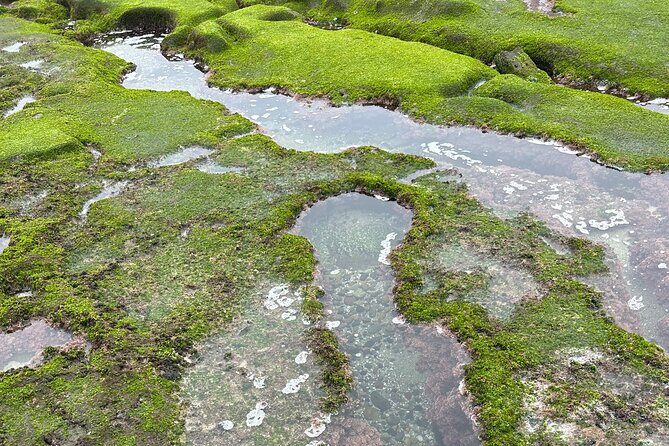 Point Loma Tide Pool Tour - Final Thoughts: Who Should Book This Tour?