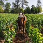 Pommard: Clos Marey Monge Signature Wine Tasting - What Makes This Tasting Special?