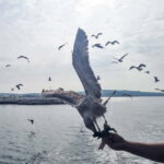 Pore: Boat Day Trip to Rovinj with or without Fish Lunch - Whats Included & Whats Not
