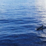 Pore: Sunset Dolphin Safari Cruise with Drinks - Value and Practical Aspects