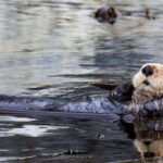 Port Alice: Sea Otter and Wildlife Tour - 6 hour with lunch - Who Should Consider This Tour?