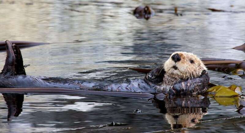 Port Alice: Sea Otter and Wildlife Tour - 6 hour with lunch - Who Should Consider This Tour?