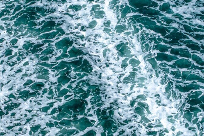 Port Townsend Wildlife Watching Cruise - Final Thoughts