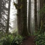 Portland: Silver Falls State Park Waterfall Hike - The Sum Up