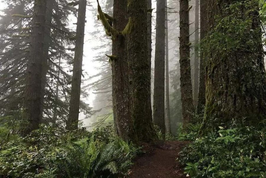 Portland: Silver Falls State Park Waterfall Hike - The Sum Up