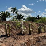 Pozzo Faceto: botanical garden - Why It’s a Value-Adding Experience