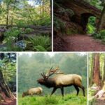 Prairie Creek State Park: Redwood Forest Hiking Tour - Who Will Love This Tour?