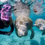 Preseason Special Snorkeling with Manatees Experience - What to Expect from This Manatee Snorkeling Tour