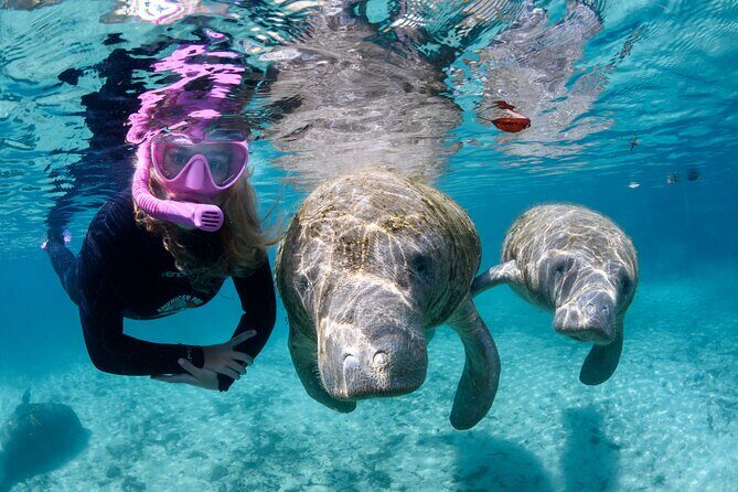Preseason Special Snorkeling with Manatees Experience - What to Expect from This Manatee Snorkeling Tour
