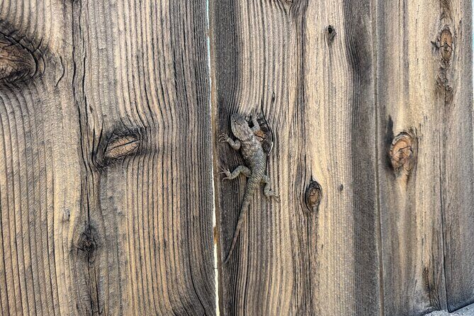 Private 1 Day Tour to Joshua Tree National Park - Who Will Love This Tour?