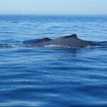 Private 3-hour Whale Watching Activity in Mazatlan - The Itinerary: What to Expect