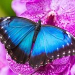 Private 5 Hour Tour of Butchart and Butterfly Gardens - Why This Tour Stands Out
