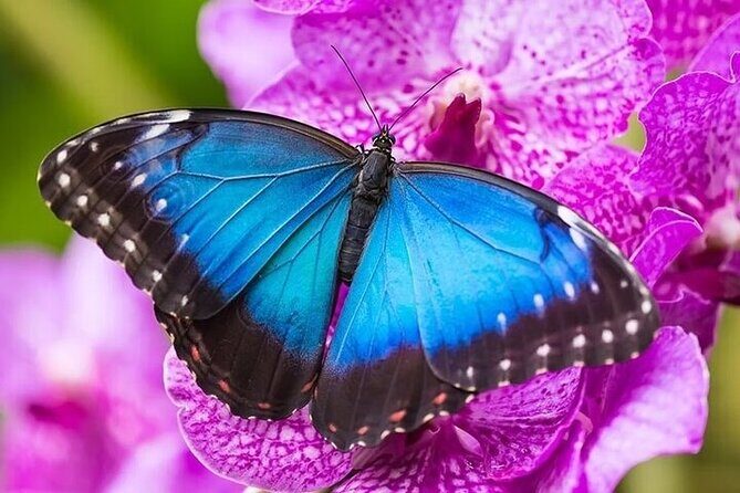 Private 5 Hour Tour of Butchart and Butterfly Gardens - Why This Tour Stands Out