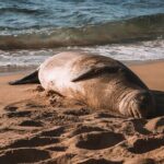 Private 5-hr Off-Road Trip on Oahus Wildlife-Rich North Shore - Practical Details and Tips