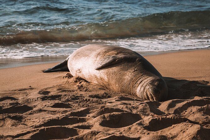 Private 5-hr Off-Road Trip on Oahus Wildlife-Rich North Shore - Practical Details and Tips