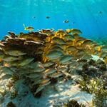 Private 6 Hours Yacht, Cancun to Isla Mujeres - FAQ