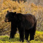 PRIVATE: Bear Country Hiking Tour - 4H Adventure - What to Bring and Prepare