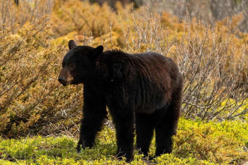 PRIVATE: Bear Country Hiking Tour - 4H Adventure - What to Bring and Prepare