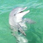 Private Boat Charters Destin Florida - Good To Know