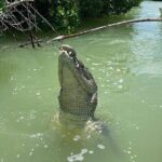 Private Boat Tour of Rio Lagartos - Authentic Reviews and What They Reveal