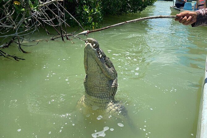 Private Boat Tour of Rio Lagartos - Authentic Reviews and What They Reveal