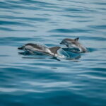 Private boat trips in Porec: dolphin watching, panoramic tour - What You Can Expect on the Tour