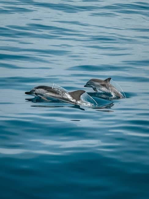 Private boat trips in Porec: dolphin watching, panoramic tour - What You Can Expect on the Tour
