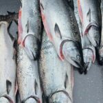 Private Charter Fishing - Full Port Time for Cruise Ship Guests - Who Should Consider This Tour?