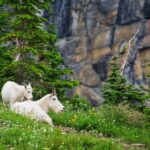 Private Chauffeur / Tour Guide Luxurious SUV Customizable - Experience Montana’s Natural Beauty in Style with a Private Luxury Tour