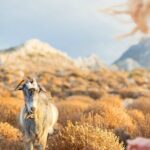 Private Crete Far West Adventure: Hiking, History & Beaches - An In-Depth Look at the Itinerary