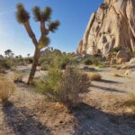 Private Day Tour to Joshua Tree National Park from San Diego - Authentic Experiences and Practical Details