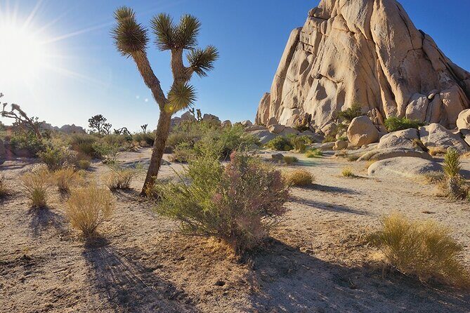 Private Day Tour to Joshua Tree National Park from San Diego - Authentic Experiences and Practical Details