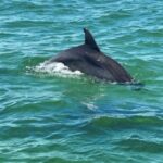 Private Dolphin Tour with Secluded Beach/Snorkel Stop - Pricing & Value